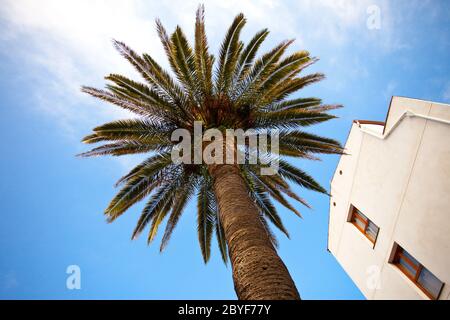 Palm tree Banque D'Images