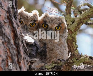 Deux bébés chouettes petites têtes se sont emmêlés sur la branche d'un grand pin. Banque D'Images