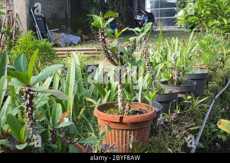 Plantes et fleurs diverses en pots dans le jardin Banque D'Images