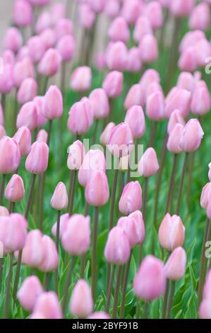 Tulipes roses, foyer très peu profond Banque D'Images