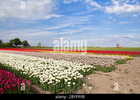 Tulipes colorées sur les champs de printemps et le moulin à vent Banque D'Images