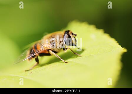 Insectes Gadfly assis sur une feuille verte Banque D'Images