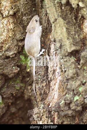 Bois Gris souris sur un arbre dans la forêt. Banque D'Images