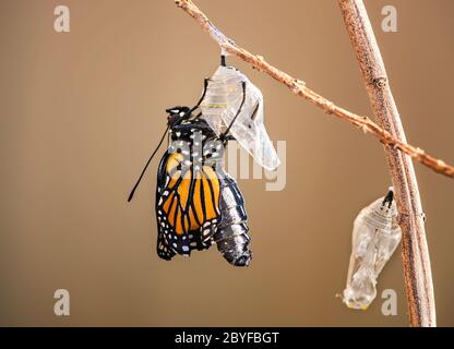 Papillon monarque (danaus plexippus) émergeant de la chrysalide sur la branche de lamilatweed Banque D'Images