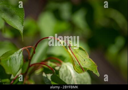 Une grande mouche rouge (Phyrrrhoma nymphula) reposant sur une feuille, Vienne (Autriche) Banque D'Images