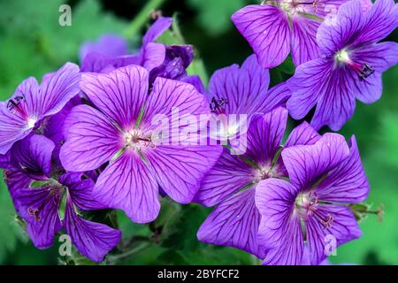 Hardy Geranium ‘Rosemoor’ Banque D'Images