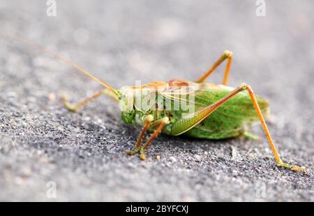 Grande sauterelle sauterelle verte Banque D'Images