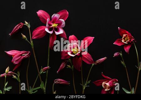 aquilegia rouge fleurs sur fond noir. Magnifique fond floral. Pose à plat. Vue de dessus. Banque D'Images