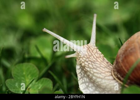 Crawler escargot. Escargot réducteur après la pluie sur l'herbe. Helix pomatia. Banque D'Images
