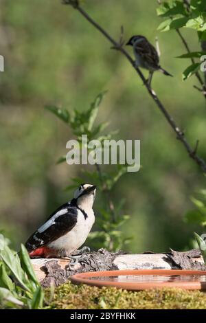 Un grand pic à pois féminin (Dendrocopos Major) Boissons d'un bain d'oiseaux de jardin surveillées par un Bruant d'arbre (Passant Montanus) Banque D'Images