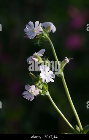 Campion blanc (Silene latifolia) au soleil sur fond sombre Banque D'Images