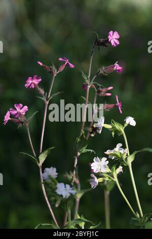 Le Campion rouge (Silene dioica) et le Campion blanc (Silene latifolia) ensemble sous la lumière du soleil Banque D'Images