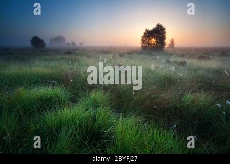 lever de soleil sur le marais avec des filets d'araignées et du coton-gras Banque D'Images