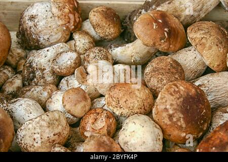 Champignons porcini en gros plan sur le marché italien Banque D'Images