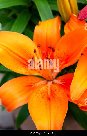 collecte de pollen sur un nénuphar en gros plan Banque D'Images