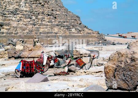 Les chameaux assis à la pyramide de Khéops Banque D'Images