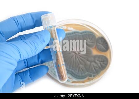 Antibiotiques en tube et champignons Penicillium Banque D'Images