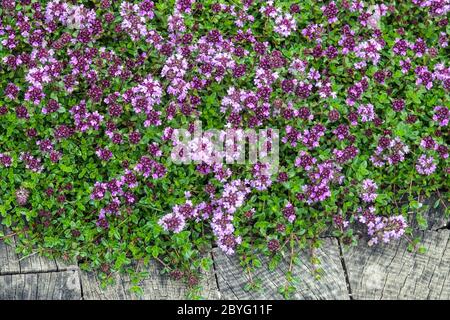 Tapis de thym herbes de jardin Banque D'Images