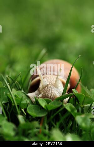Crawler escargot. Escargot réducteur après la pluie sur l'herbe. Helix pomatia. Banque D'Images