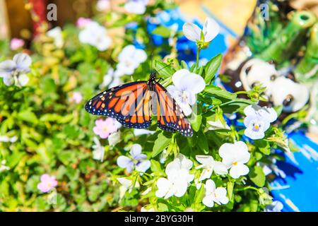 Papillon monarque (Danaus plexippus) dans un jardin juin 2020 Irvine Sud de la Californie ; Etats-Unis Banque D'Images