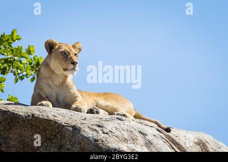 Une femme adulte, un lion assis sur un grand rocher reposant et regardant vers le bas avec le ciel bleu dans le fond du parc national de Serengeti Tanzanie Banque D'Images