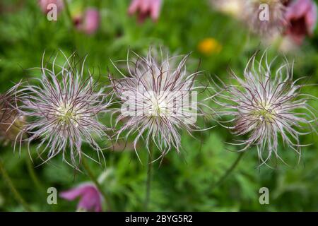 Gouttelettes de rosée sur les fruits de Pulsatilla vulgaris, plante également connue sous le nom de Pasqueflower, pasqueflower européen, pasque flower et pasque flower Banque D'Images