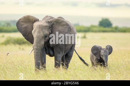 Mère et bébé éléphant marchant avec leurs oreilles ouvertes dans les plaines de Masai Mara Kenya Banque D'Images