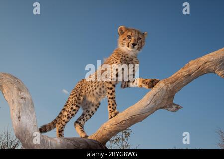 Un bébé cub aux yeux bruns et aux marques claires sur un arbre mort dans une lumière chaude de l'après-midi avec un ciel bleu en arrière-plan dans le parc Kruger Banque D'Images