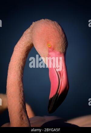 Portrait flamants - visage détaillé. Flamingo avec brillance et lumière. Affiche oiseau populaire. Photo d'un flamant du groupe. Banque D'Images