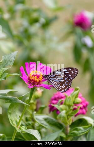 Beau papillon bleu foncé tigre collecte le nectar de la fleur commune de Zinnia dans la nature, avec un arrière-plan flou (foyer sélectif) Banque D'Images