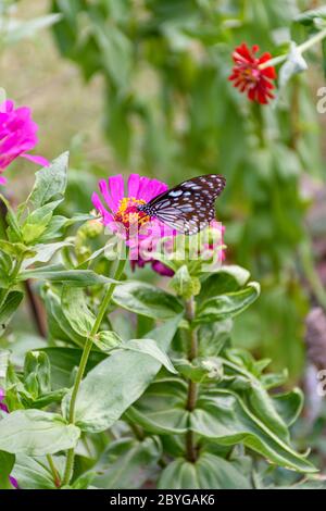 Beau papillon bleu foncé tigre collecte le nectar de la fleur commune de Zinnia dans la nature, avec un arrière-plan flou (foyer sélectif) Banque D'Images