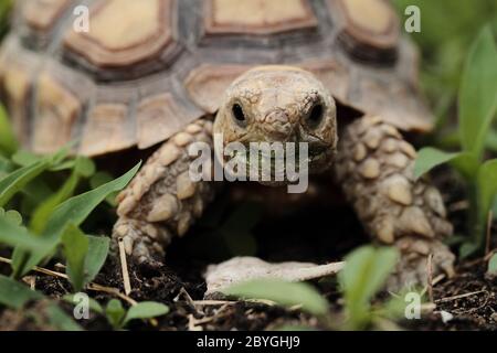 Tortue poussée africaine (Geochelone sulcata) - macro Banque D'Images