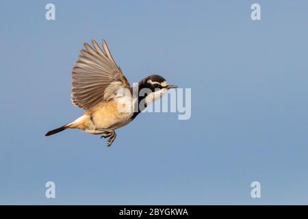 Wheatear à capuchon (Oenanthe pileata), vue latérale d'un adulte en vol, Cap-Occidental, Afrique du Sud Banque D'Images