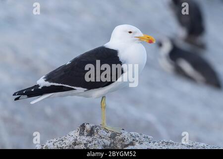 KELP Goll (Larus dominicanus), vue latérale d'un adulte debout sur un rocher, Cap occidental, Afrique du Sud Banque D'Images