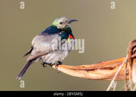 sunbird à double col (Cinnyris chalybeus), vue latérale d'un mâle dans le plumage d'eclipse, Cap occidental, Afrique du Sud Banque D'Images