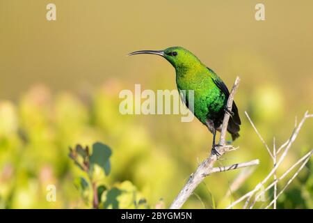 Oiseau de soleil malachite (Nectarinia famosa), homme adulte perché sur une branche, Cap occidental, Afrique du Sud Banque D'Images