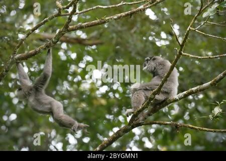 Javan gibbons (Hylobates moloch, gibbon argenté) dans le parc national Gunung Halimun Salak, à Java-Ouest, en Indonésie. Banque D'Images