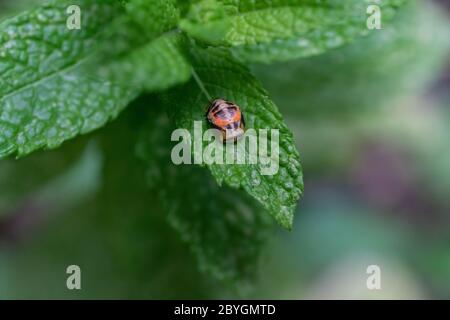 Mariant une coccinelle sur une feuille de menthe au printemps. Gros plan de l'insecte vivant. Image de la série 6 de 9 Banque D'Images