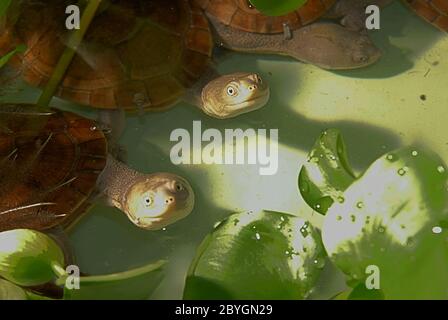 Les tortues à col serpent endémiques de l'île Rote (Chelodina mccordi) dans un site de reproduction ex situ autorisé à Jakarta, en Indonésie. Banque D'Images