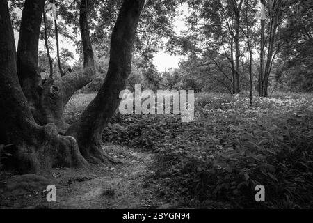 Arbre puissant sans tronc avec branches solides enchevêtrées. Photographié en noir et blanc à contraste élevé. Banque D'Images