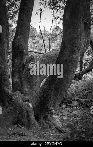 Arbre puissant sans tronc avec branches solides enchevêtrées. Gros plan en noir et blanc. Banque D'Images