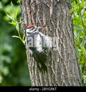 Un petit pic tacheté, Dendrocopos Major, accroché à un tronc d'arbre Banque D'Images