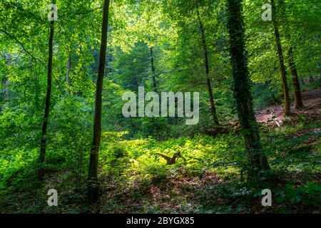 Forêt le long de la rivière WUpper, près de Solingen, Bergisches Land, NRW, Allemagne Banque D'Images