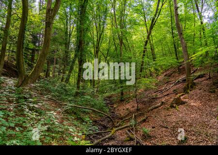 Forêt le long de la rivière WUpper, près de Solingen, Bergisches Land, NRW, Allemagne Banque D'Images