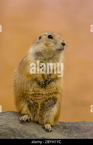 Le chien de prairie à queue noire est seul et regarde quelque part. C'est un rongeur de la famille des Sciuridae que l'on trouve dans les grandes plaines d'Amérique du Nord. Banque D'Images