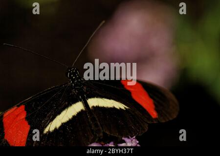 Petit papillon (Heliconius erato) sur nectar des fleurs roses Banque D'Images