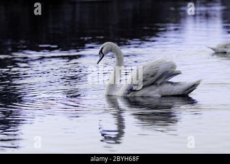 Swan dans le magnifique coucher de soleil sur le lac Banque D'Images