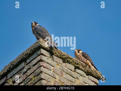 Deux jeunes Faucon pèlerin (Falco peregrinus) en cheminée, Heinsberg, Rhénanie-du-Nord-Westphalie, Allemagne Banque D'Images