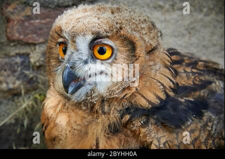 Portrait d'un jeune hibou eurasien (Bubo bubo), Heinsberg, Rhénanie-du-Nord-Westphalie, Allemagne Banque D'Images