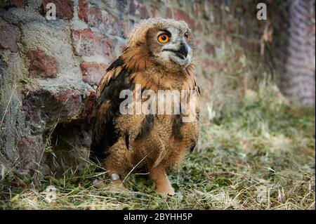 junger Uhu, Heinsberg, Nordrhein-Westfalen, Deutschland |juvénile hibou eurasien (Bubo bubo), Heinsberg, Rhénanie-du-Nord-Westphalie, Allemagne| Banque D'Images